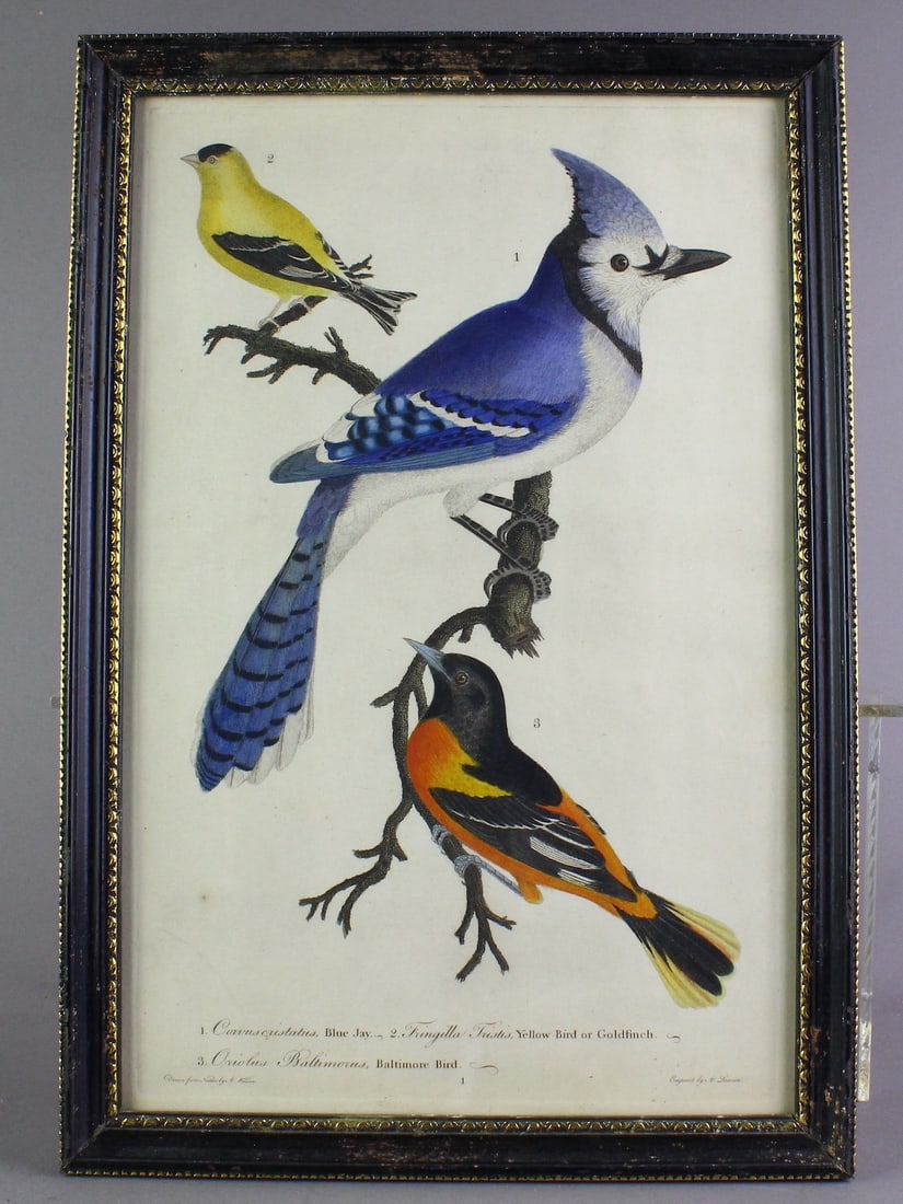 Two 1829 Alexander Wilson Bird Engravings (1 of 5)