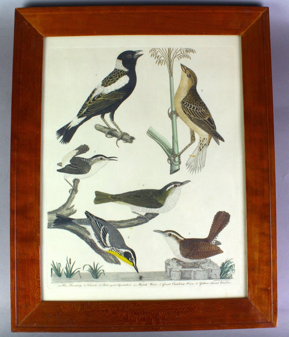 3 Alexander Wilson Bird Engravings 1829 (1 of 6)