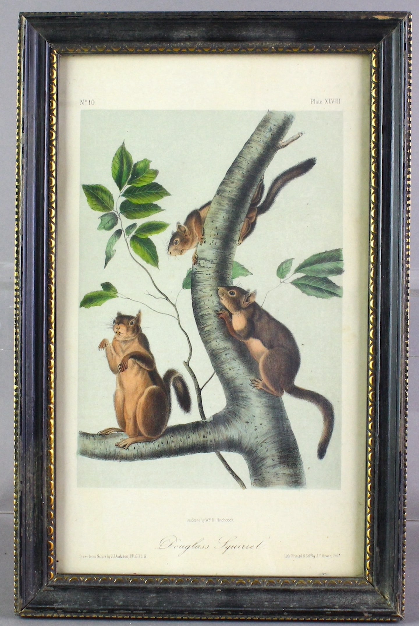 John James Audubon Engravings 19th Century Engravings (1 of 4)