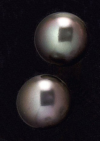 TAHITIAN PEARL EARRINGS: 14k white gold pierced earrings each set with two 10.5mm grey Tahitian pearls.