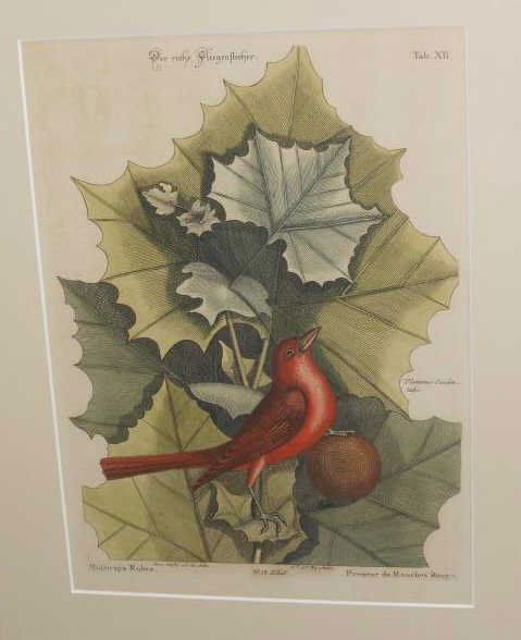 MARK CATESBY, BRITISH (1679-1749): THE SUMMER REDBIRD, engraving with hand coloring, printed circa 1771, gilt-framed. 12 x 9 inches