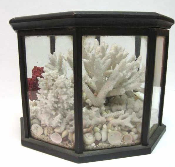 NATURAL WHITE CORAL AND SEA SHELL DISPLAY: An assortment of shells and small red coral, surround the large white coral piece, within octagonal case. Height: 8 1/2 inches, width: 11 inches