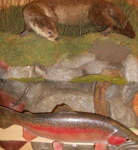 UNIQUE ANIMAL MOUNT: Showing an otter hunting a large trout below, h. 36", w. 35", mounted on board.
