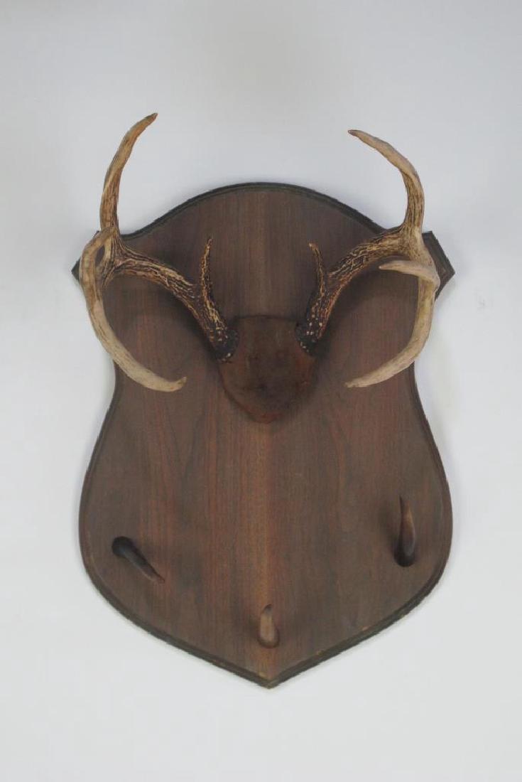 Mounted Antlers (1 of 7)