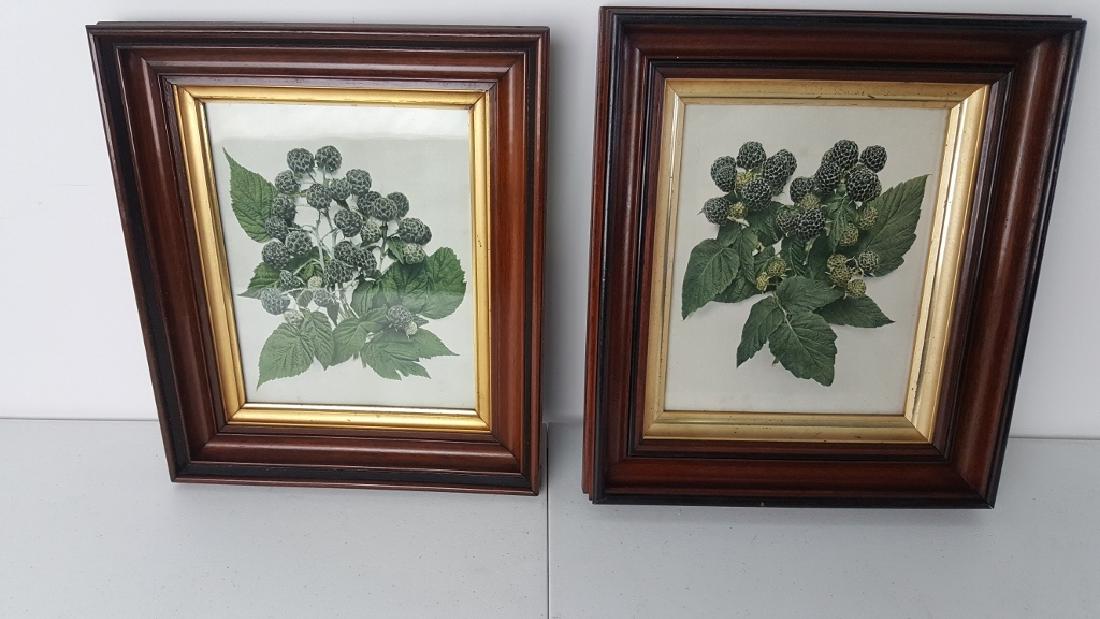 Pair of Foliate Prints (1 of 6)