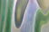 Loetz Art Glass Vase - 11
