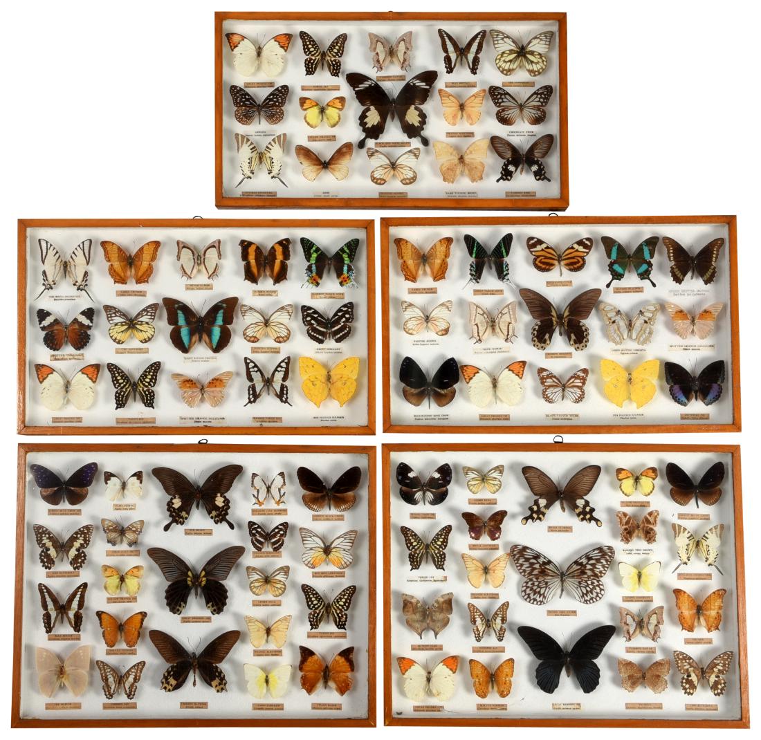 Collection Of Butterflies (1 of 5)