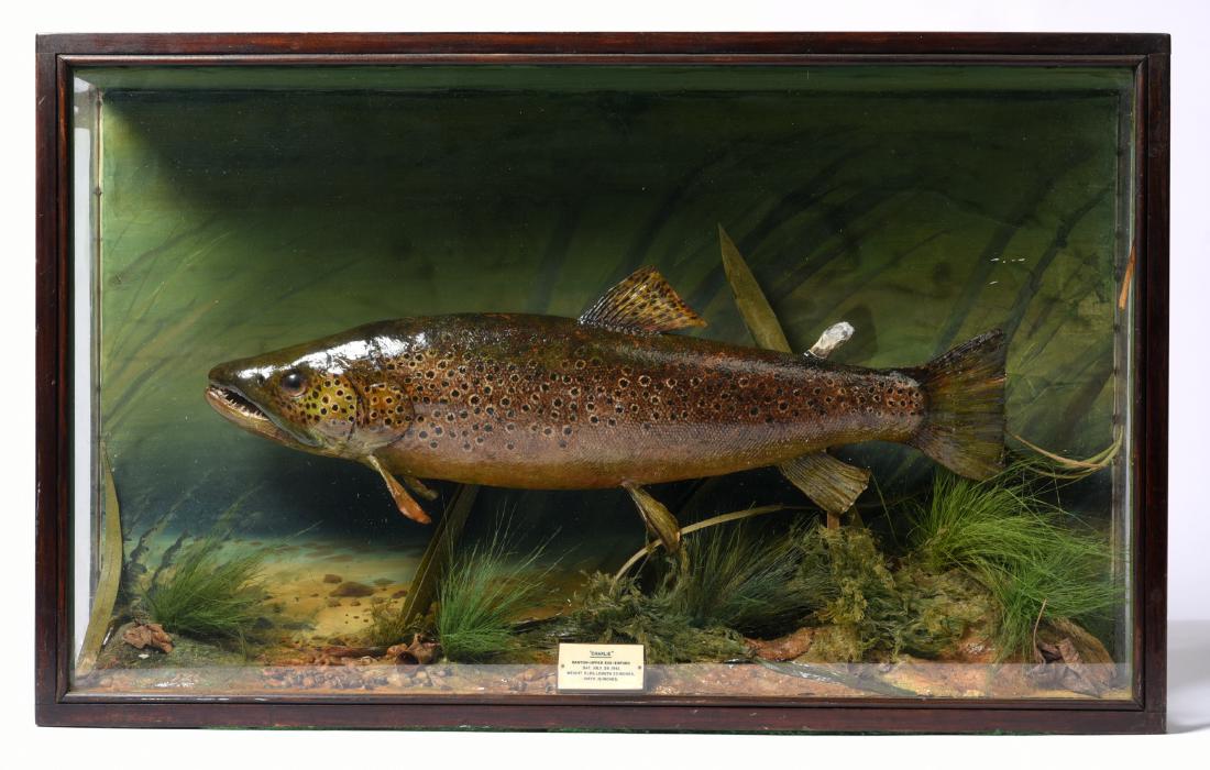 Mounted Fish In A Display Case (1 of 4)