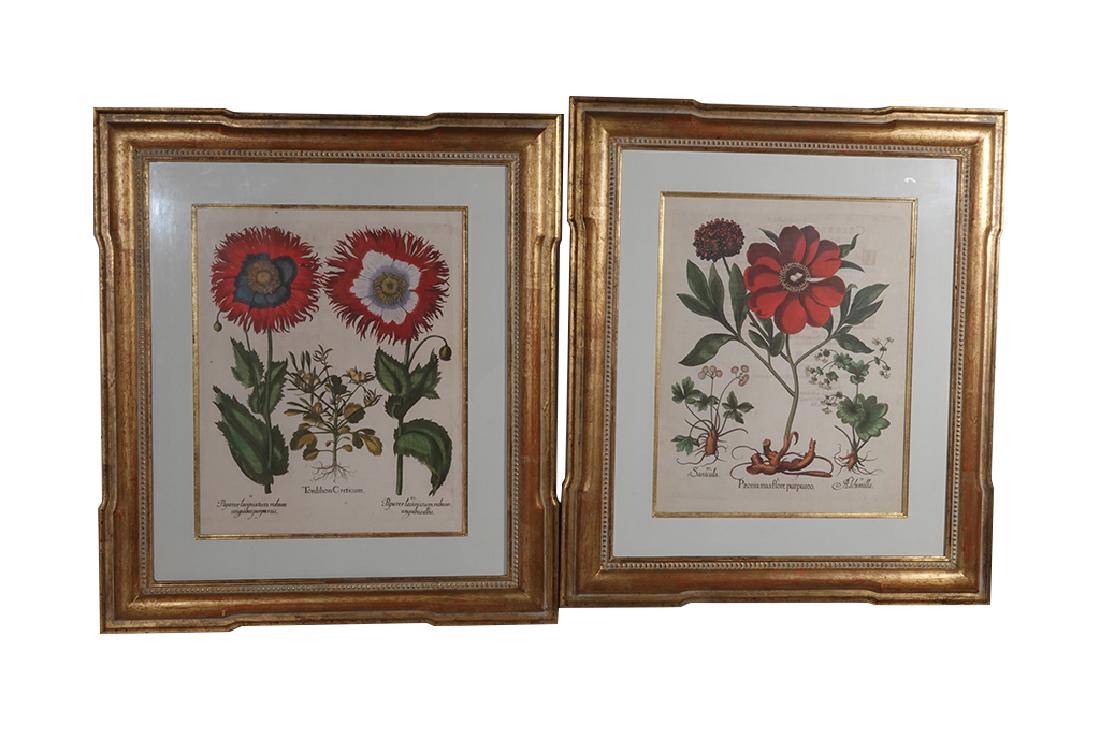 Pair of BESLER Botanical Prints (1 of 10)