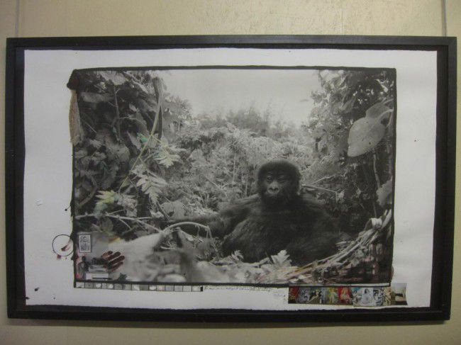 PETER BEARD (1938- ): "Baby Mountain Gorilla" Handmade platinum print by W. Ingram, London. Printed later, signed, titled and dated with pencil on recto (numbered in pencil on verso). With Faulkner inscription and applied