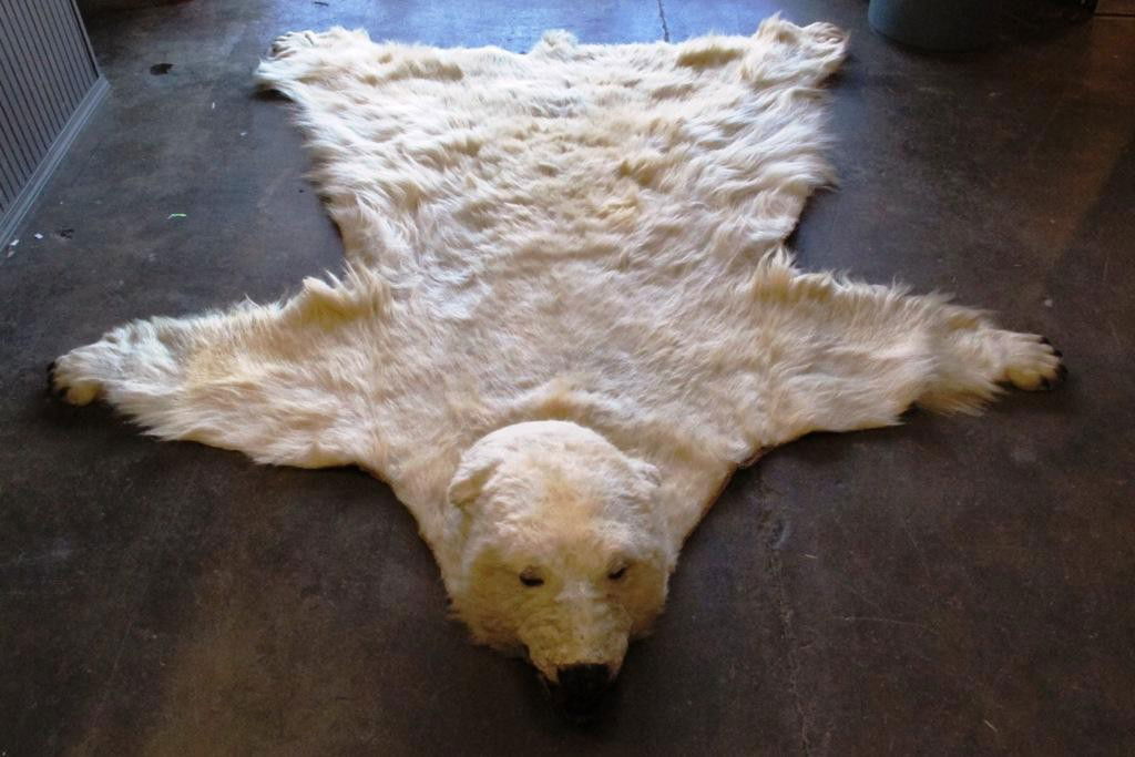 POLAR BEAR RUG: An antique taxidermy full mount palatial polar bear rug. Front and rear claws intact. Good condition. 10'