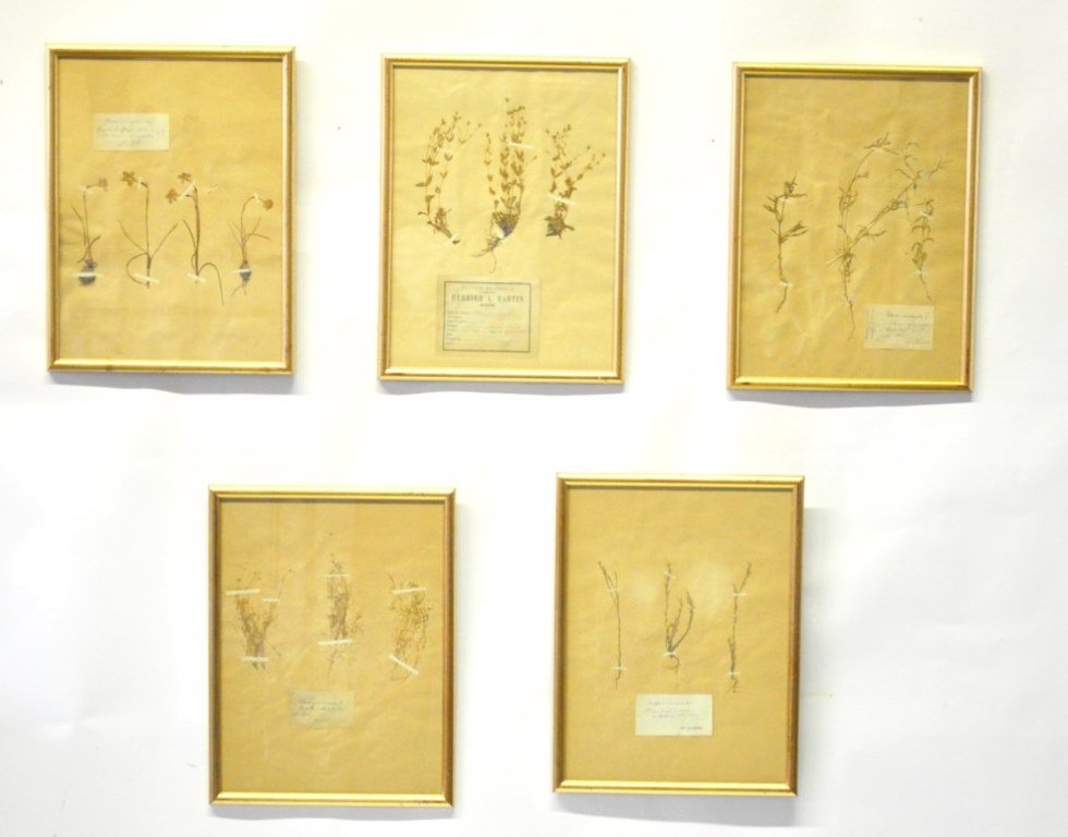 Lot of 5 French Framed Botanical Specimens (1 of 10)