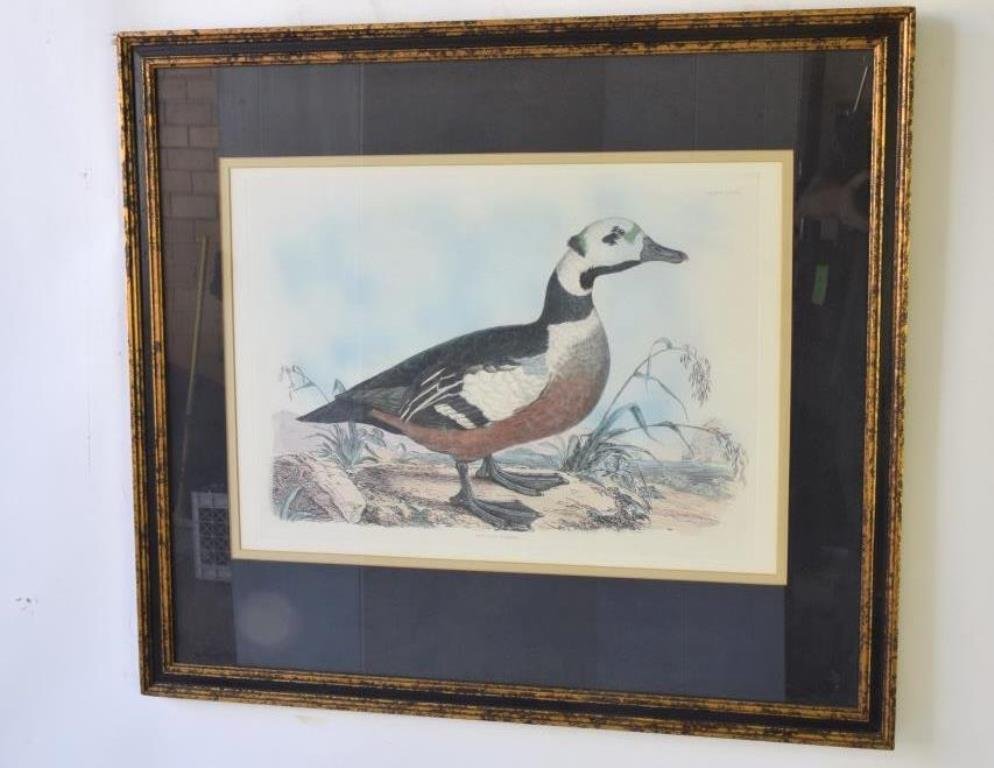 Hand Colored Duck Print by Selby (1 of 10)