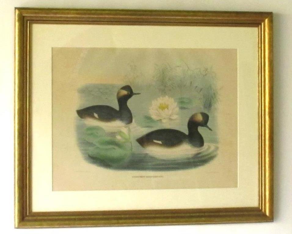 DG Elliot California Grebe Lithograph (1 of 8)