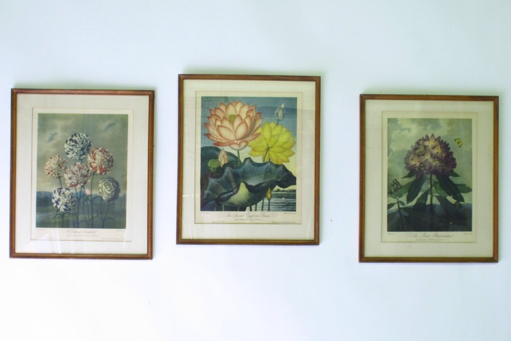 Three Thornton Botanical Illustrations (1 of 10)