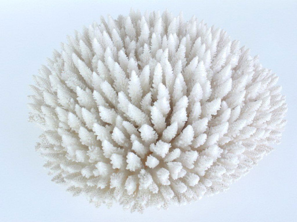 Large Acropora Coral (1 of 3)