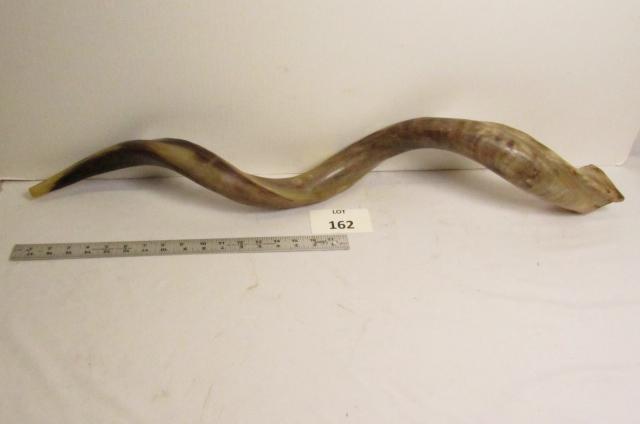 Shofar Ram's Horn: Shofar ram's horn. Jewish ancient religious musical instrument. Judaica. 35" L.