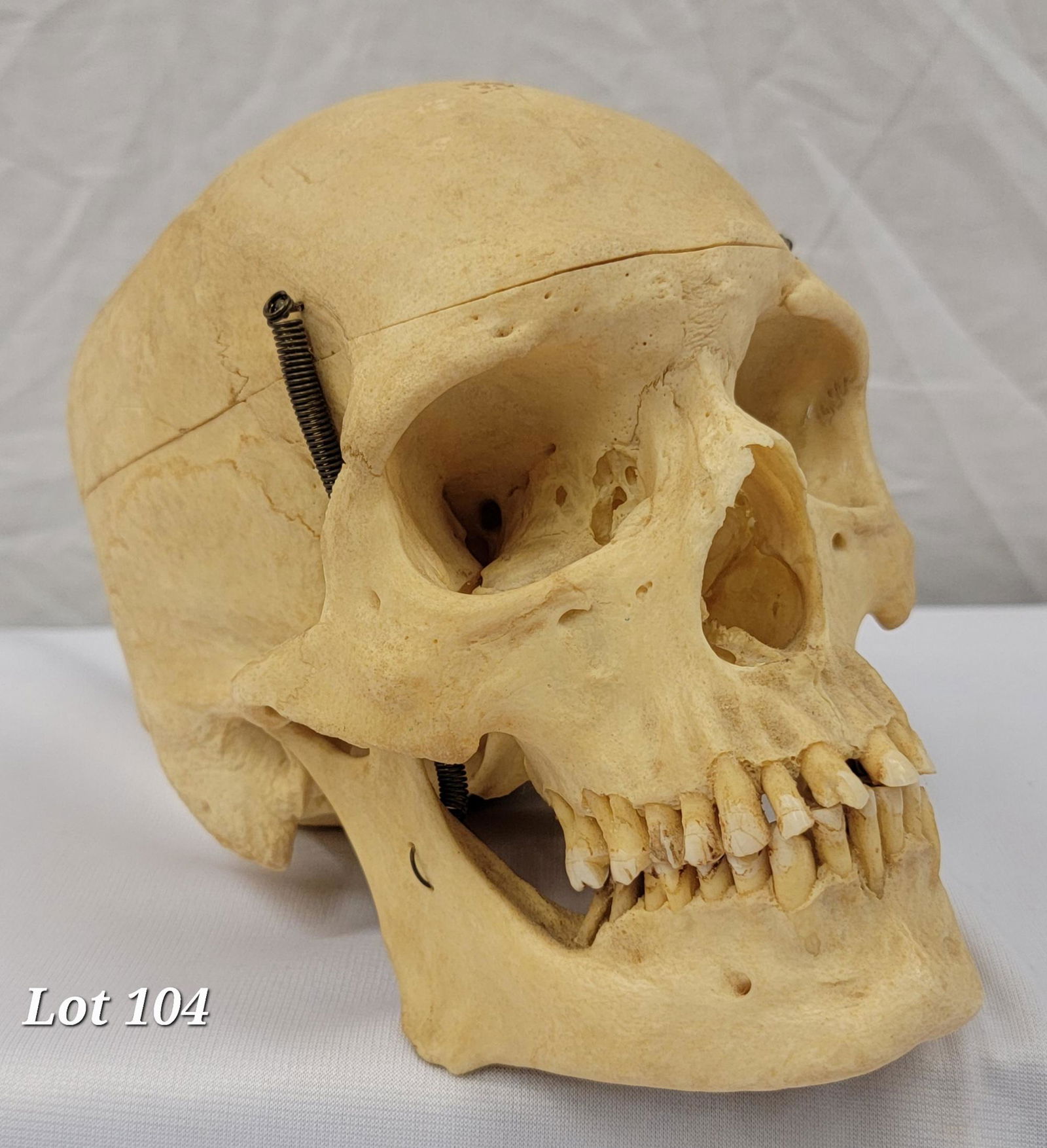 Human Skull Specimen (1 of 7)
