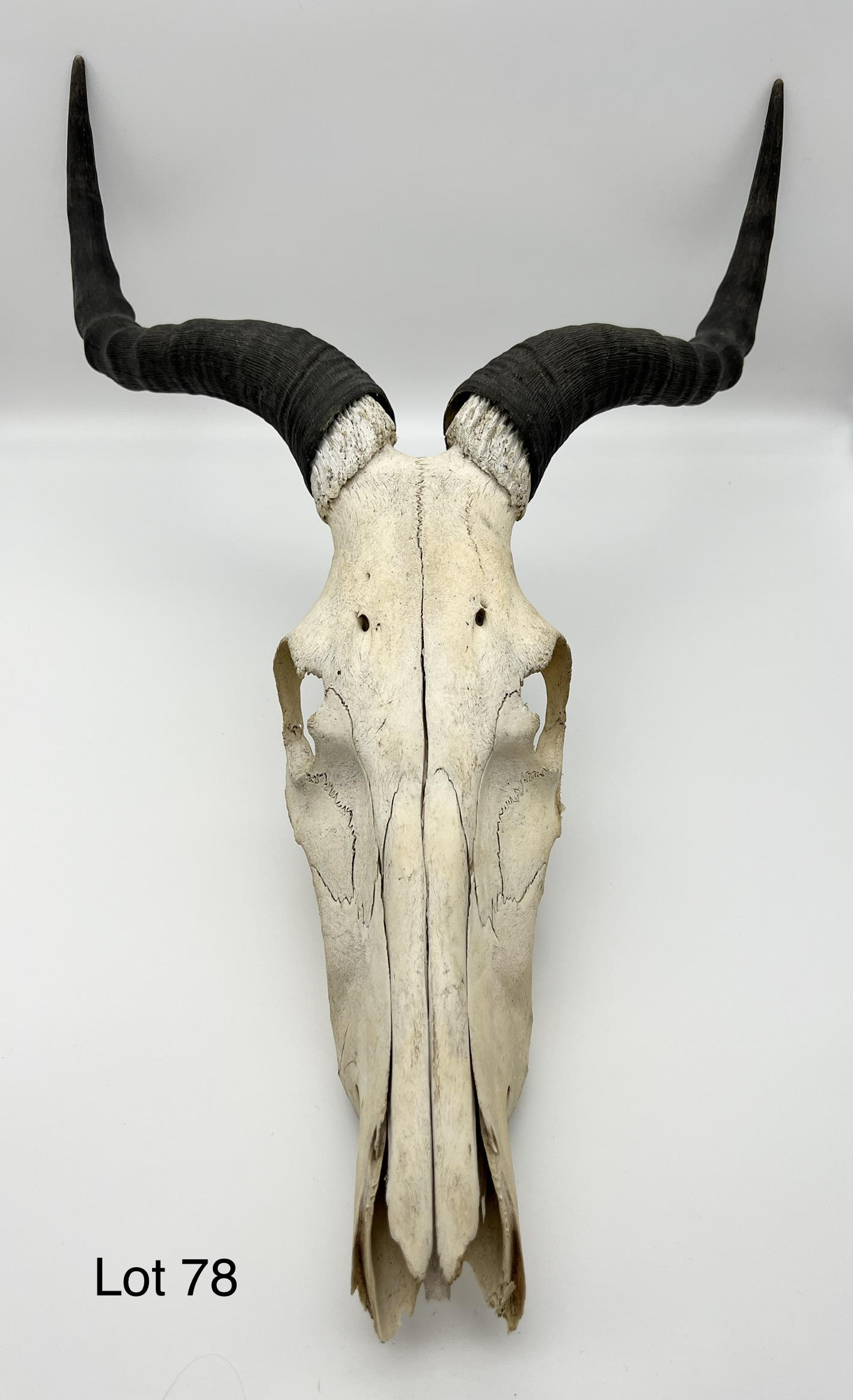 Hartebeest Skull Hunter's Trophy: A hunter's trophy- A hartebeest skull with 13" horns.