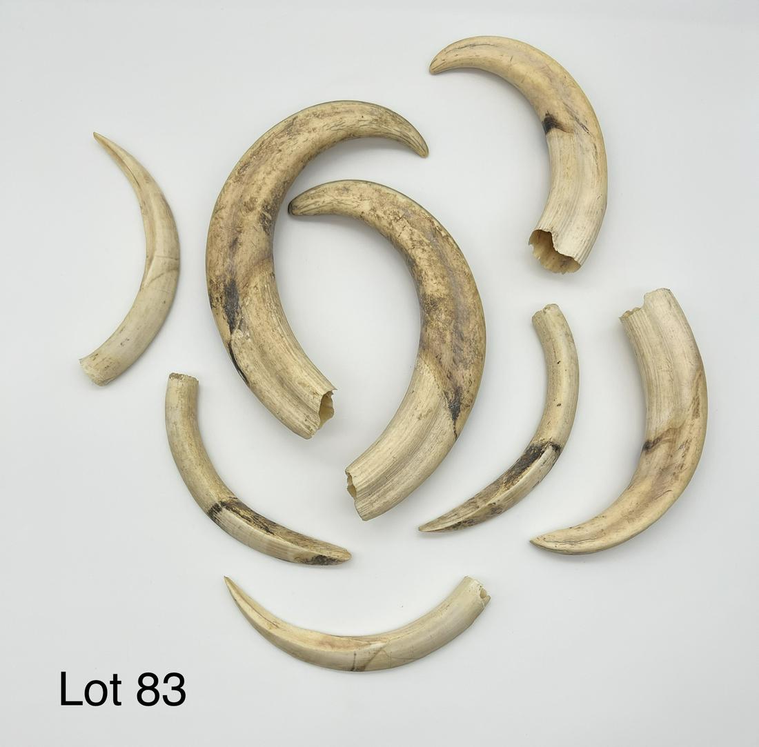 African Warthog Tusks (1 of 6)