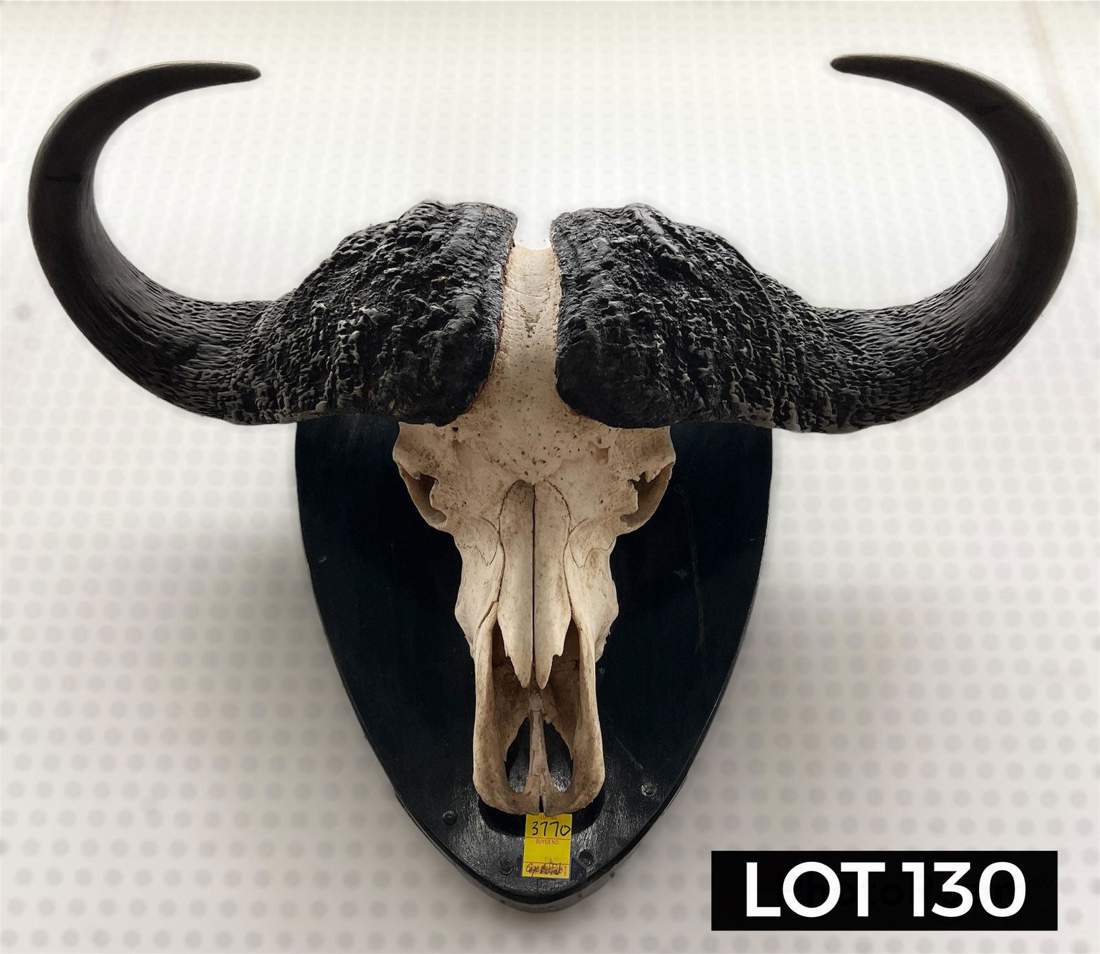 African Cape Horn Buffalo Hunter's Trophy (1 of 7)