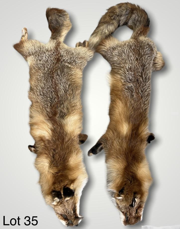 Lot of Red Fox Pelts: A lot of two red fox pelts. One with full tail and one with shortened tail.