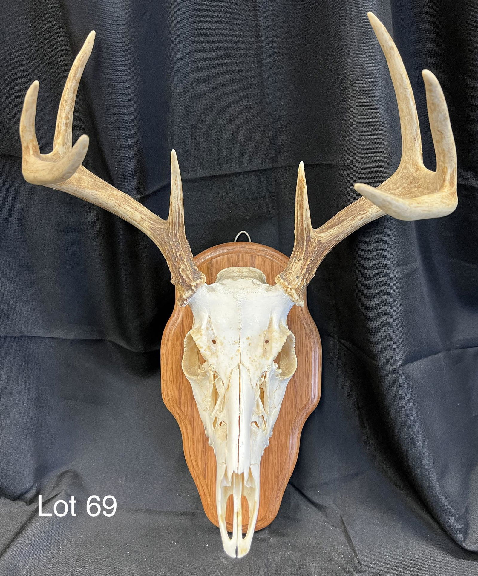 Whitetail Buck Taxidermy Mount: An eight point whitetail buck taxidermy European style mount.
