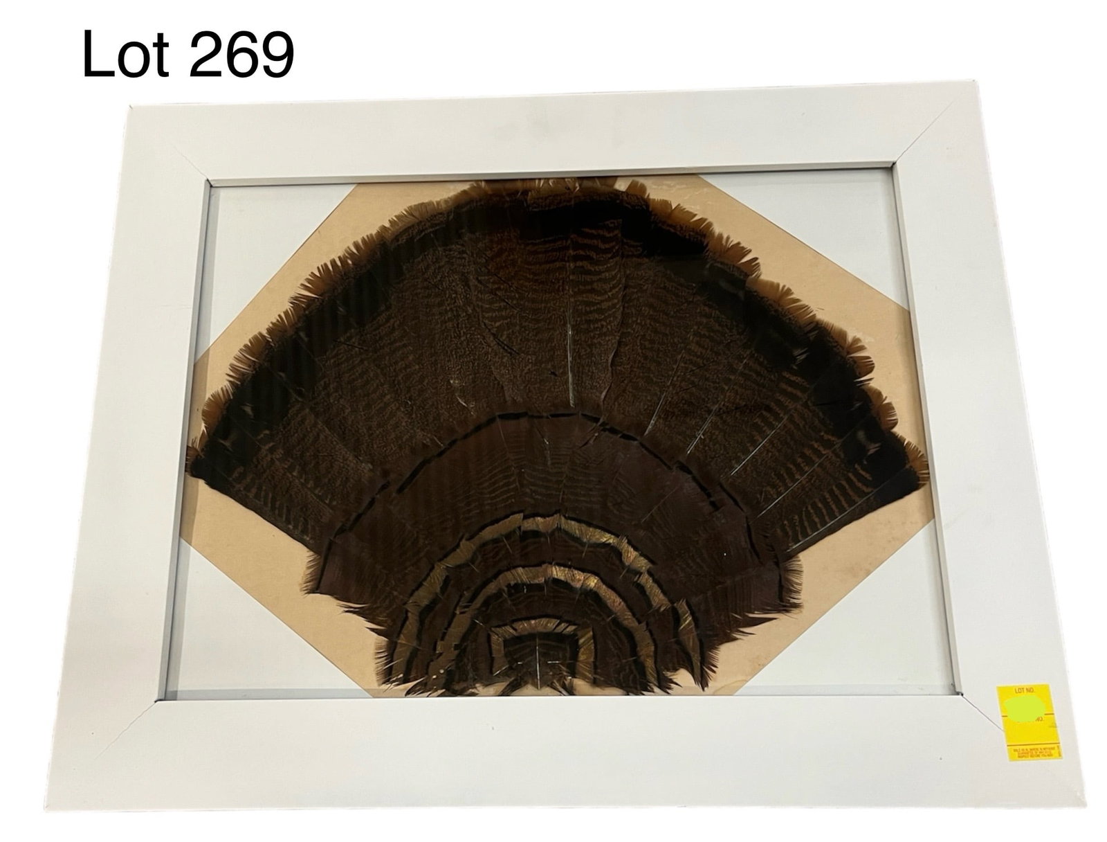 Framed Turkey Tail Fan : A framed Native American grouse or turkey tail fan. No artist's marks, comes in white frame measuring 29" x 23", fan measures 23" x 16 1/2".
