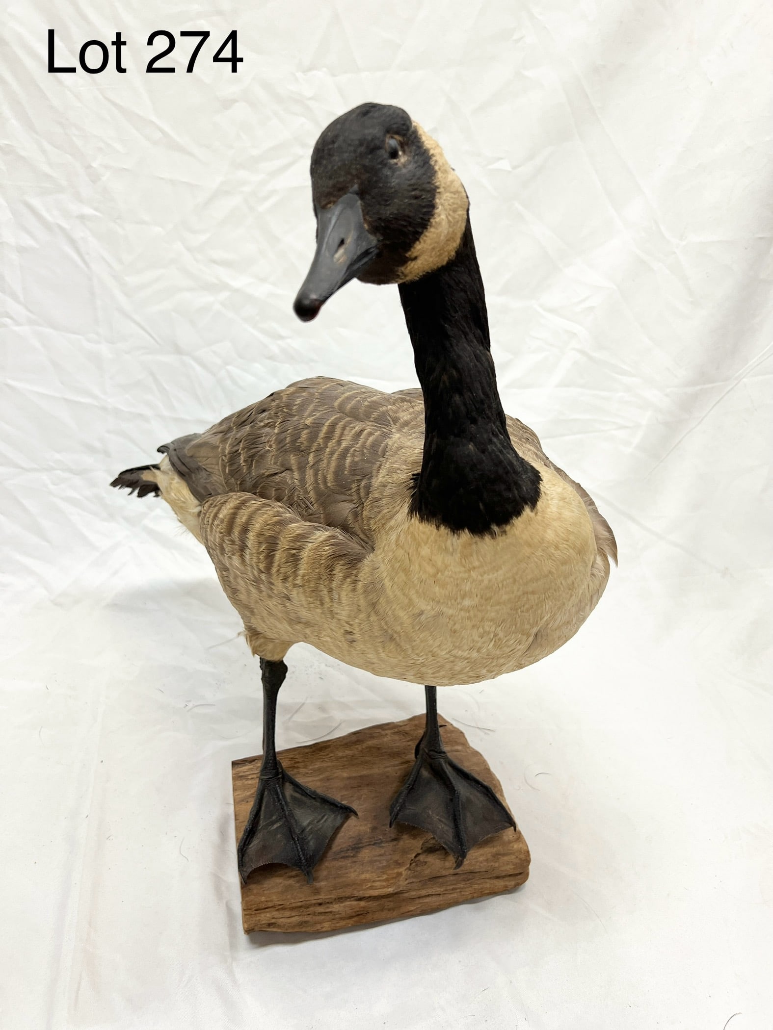 Canada Goose Taxidermy: A Canada Goose taxidermy. Mounted on a square block of wood. Measures 25" tall, 20" long