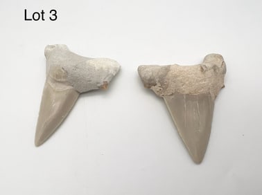Shark Tooth Fossils