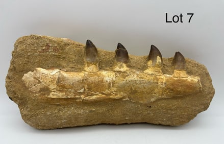 Stone Slab with Fossilized Jawbone