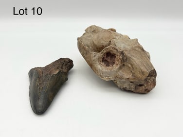 Duo of Ancient Fossils
