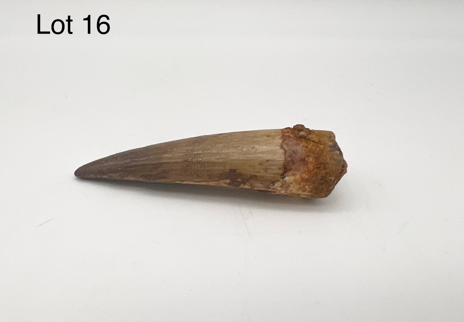 Spinosaurus Dinosaur Tooth: Late cretaceous period Spinosaurus tooth. Found in the Tegana formation at Kem Kem Beds, Morocco. 2" long. Comes with Certificate of Authenticity and fact sheet.