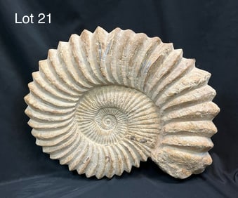 Large Ammonite Fossil