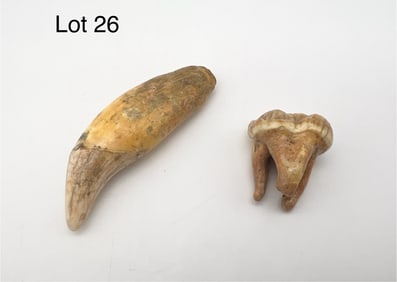 Lot of Cave Bear Teeth Fossils