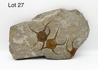 Fossil Bearing Stone Slab