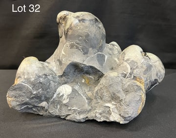 Mollusk Fossil Cluster