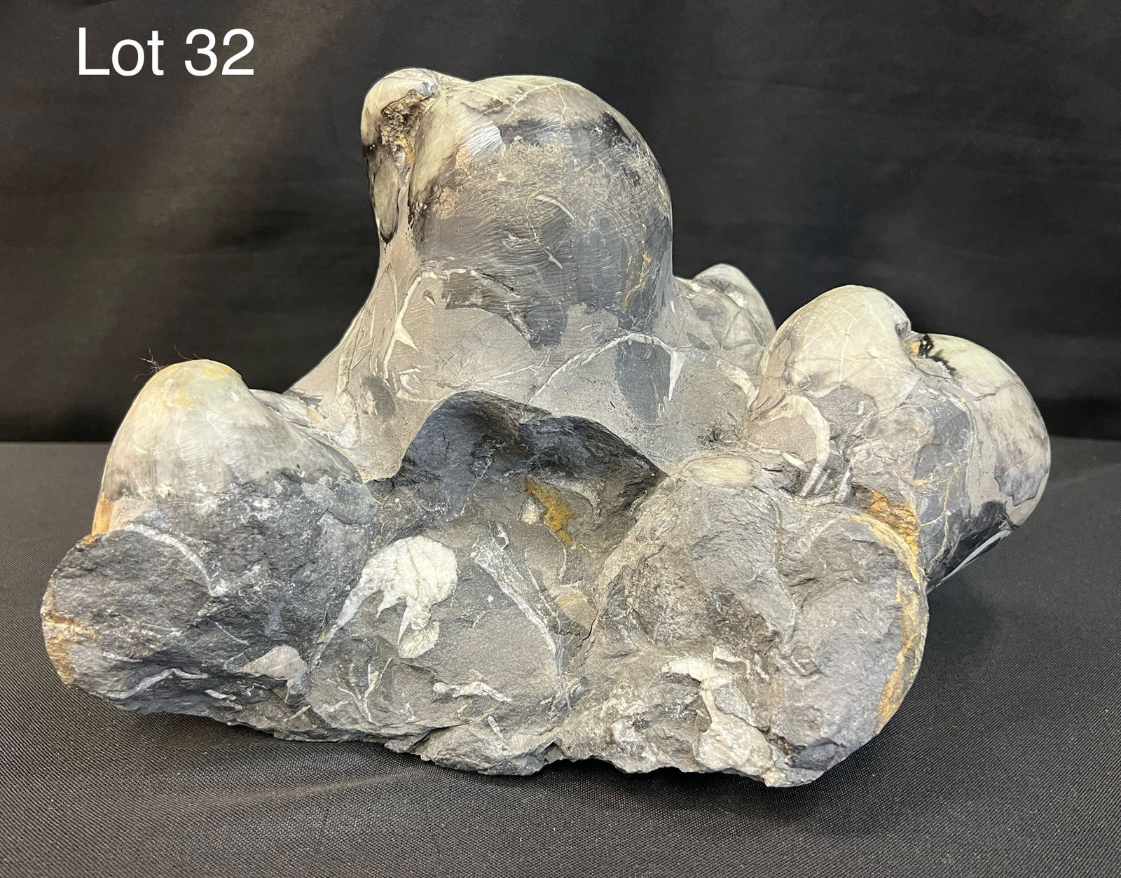 Mollusk Fossil Cluster: A mollusk fossil cluster measuring 7 1/2" x 11 1/2" x 10 1/2" and weighing 23 lbs. Mollusks are the oldest known life on earth at about 100+ million years old.