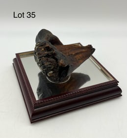 Fossilized Mastodon Tooth