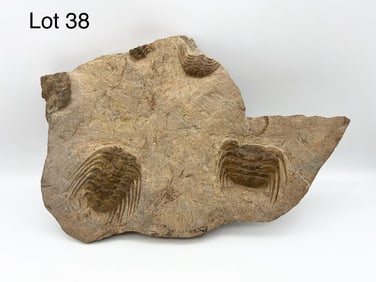 Trilobite Fossil