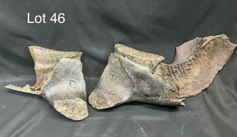 Fossilized Woolly Mammoth Teeth and Jawbone