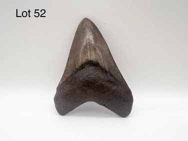 Fossilized Megalodon Shark's Tooth Found in Georgia