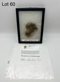 Woolly Mammoth Hair