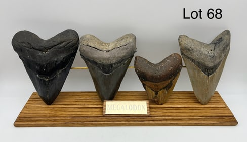 Collection of Fossilized Megalodon Teeth