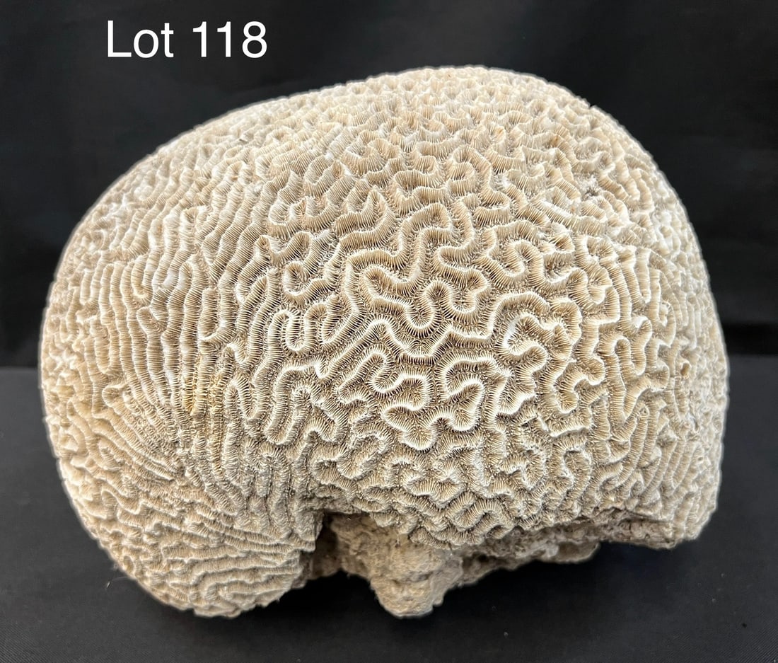Large Grooved Brain Coral Specimen: A large specimen of grooved brain coral from the Caribbean Sea. Measures 10" x 9" x 12", weighs approx. 33 lbs