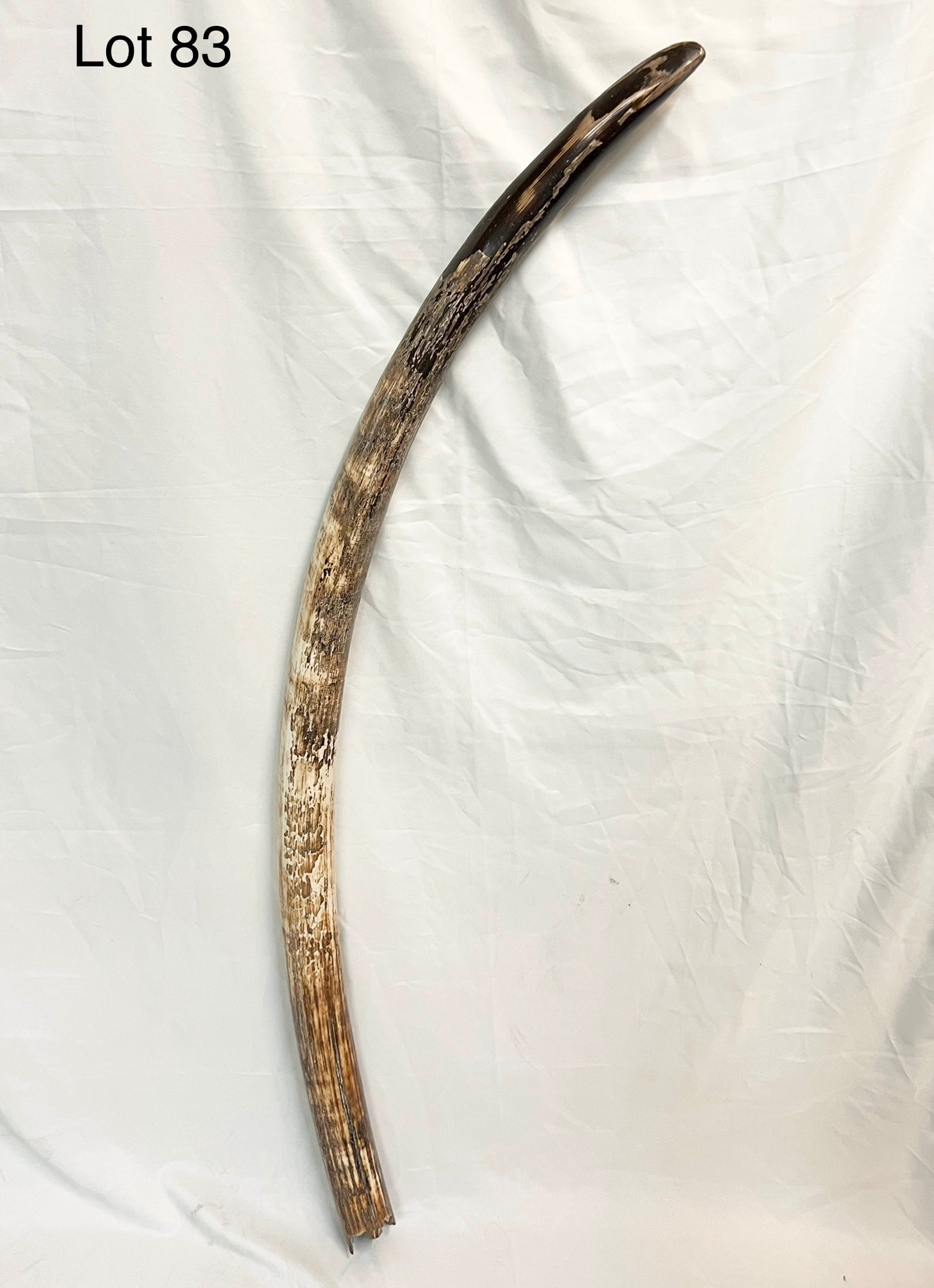 Mastodon Tusk: A Mastodon tusk found in the gold fields of the Klondike. This elephant-like animal went extinct over 15,000 years ago. 58" long. *note - has had some restoration.
