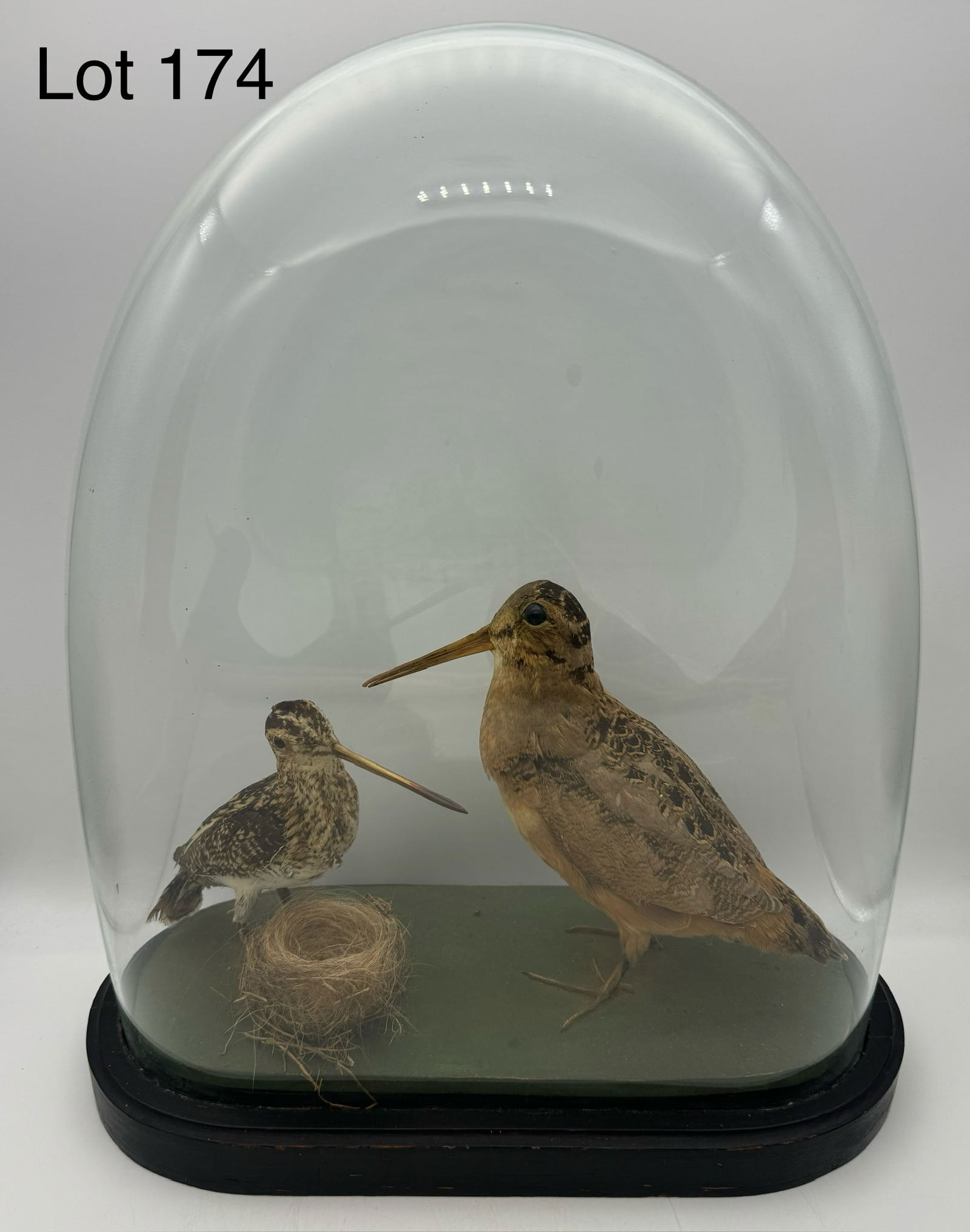 Pair of Victorian Taxidermy Woodcocks Under Glass Dome: Victorian taxidermy of 2 woodcocks and nest under a glass dome on plinth. Plumage is in good condition however needs a good cleaning. Measures 17.5" x 15" x 6.5".