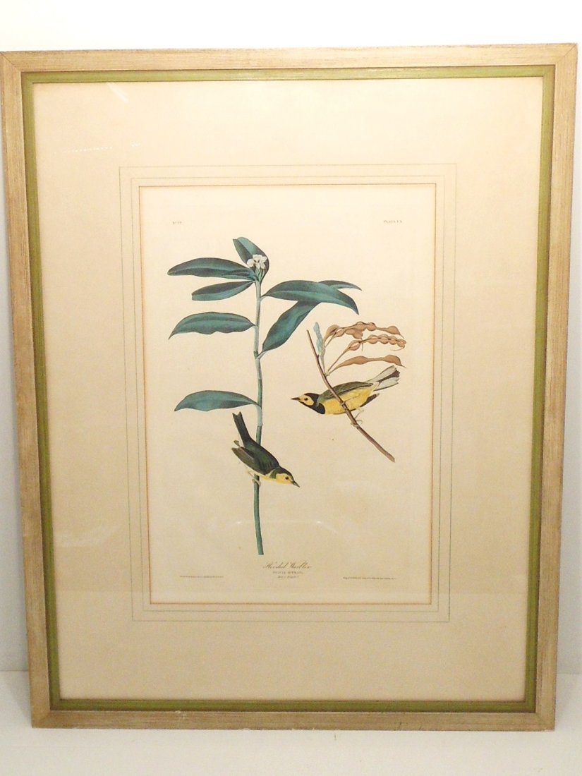 Aquatint John James Audubon Hooded Warbler: 14" X 21" matted in a 27" X 35" frame, under glass, John James Audubon Hooded Warbler - Plate CX, hand-colored aquatint engraving by R. Havell from the first edition of The Birds of America (London: 1