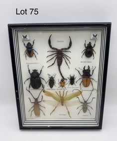 Insect Taxidermy Display Box