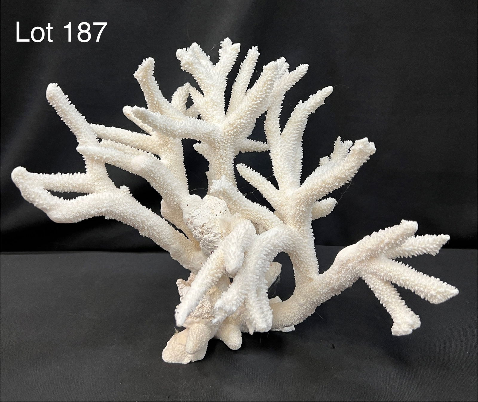 Natural "Staghorn" Coral Specimen (1 of 7)